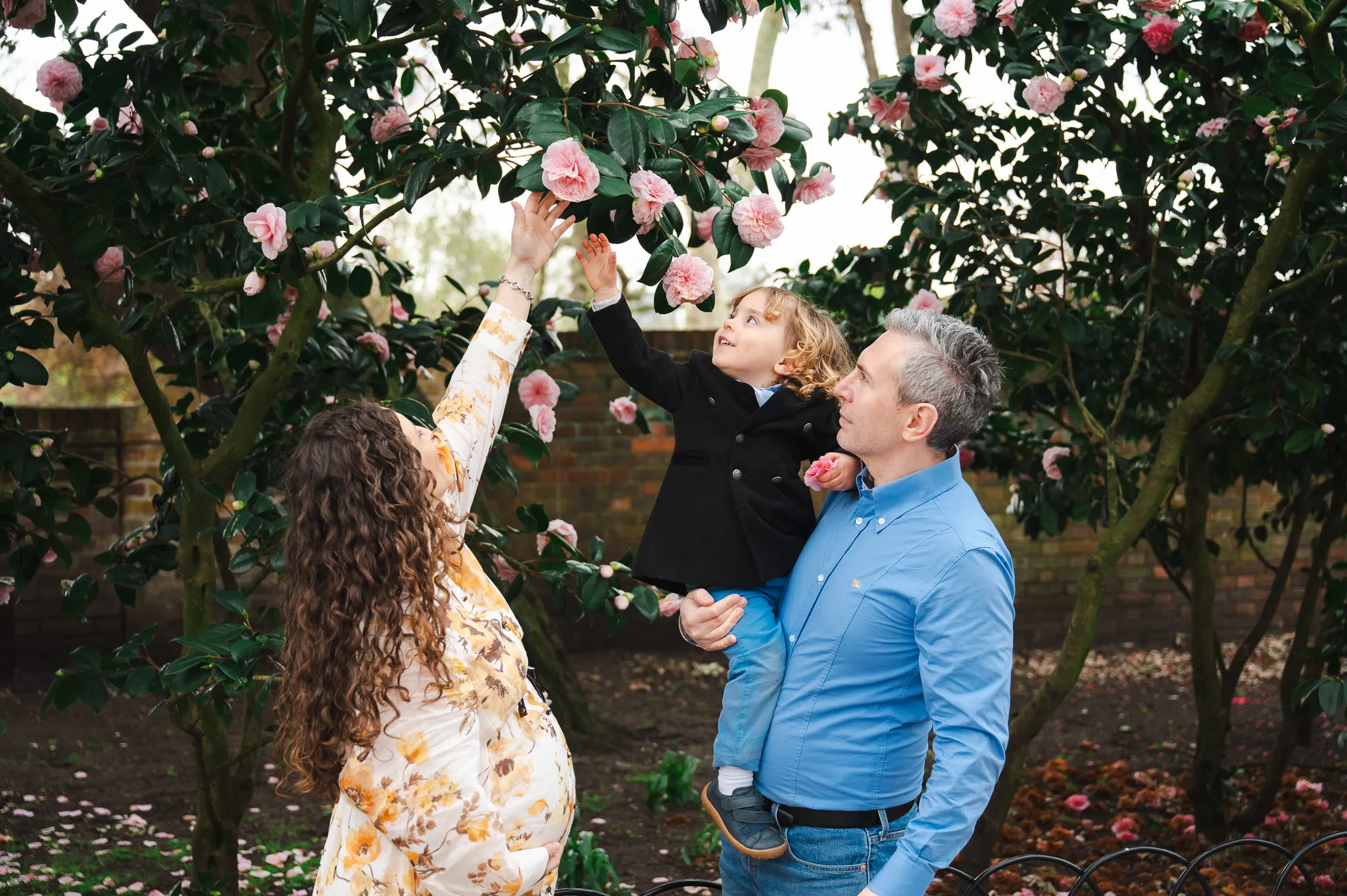 Expecting parents lifting their little boy to reach pink camellia blossoms