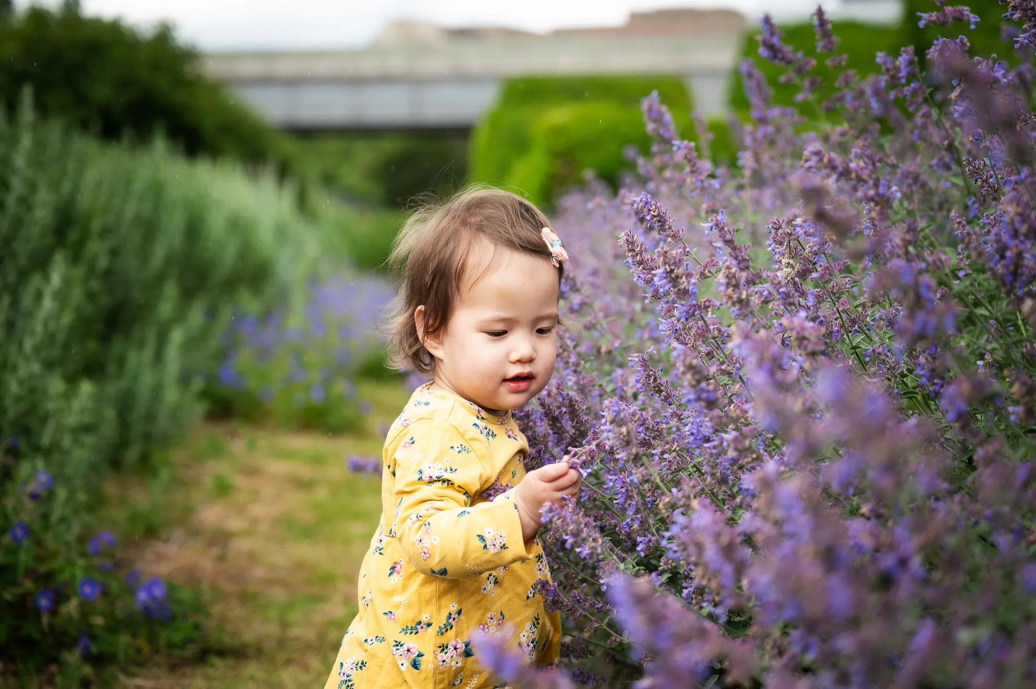 Toddler girl in a yellow floral dress touching lavender in a park