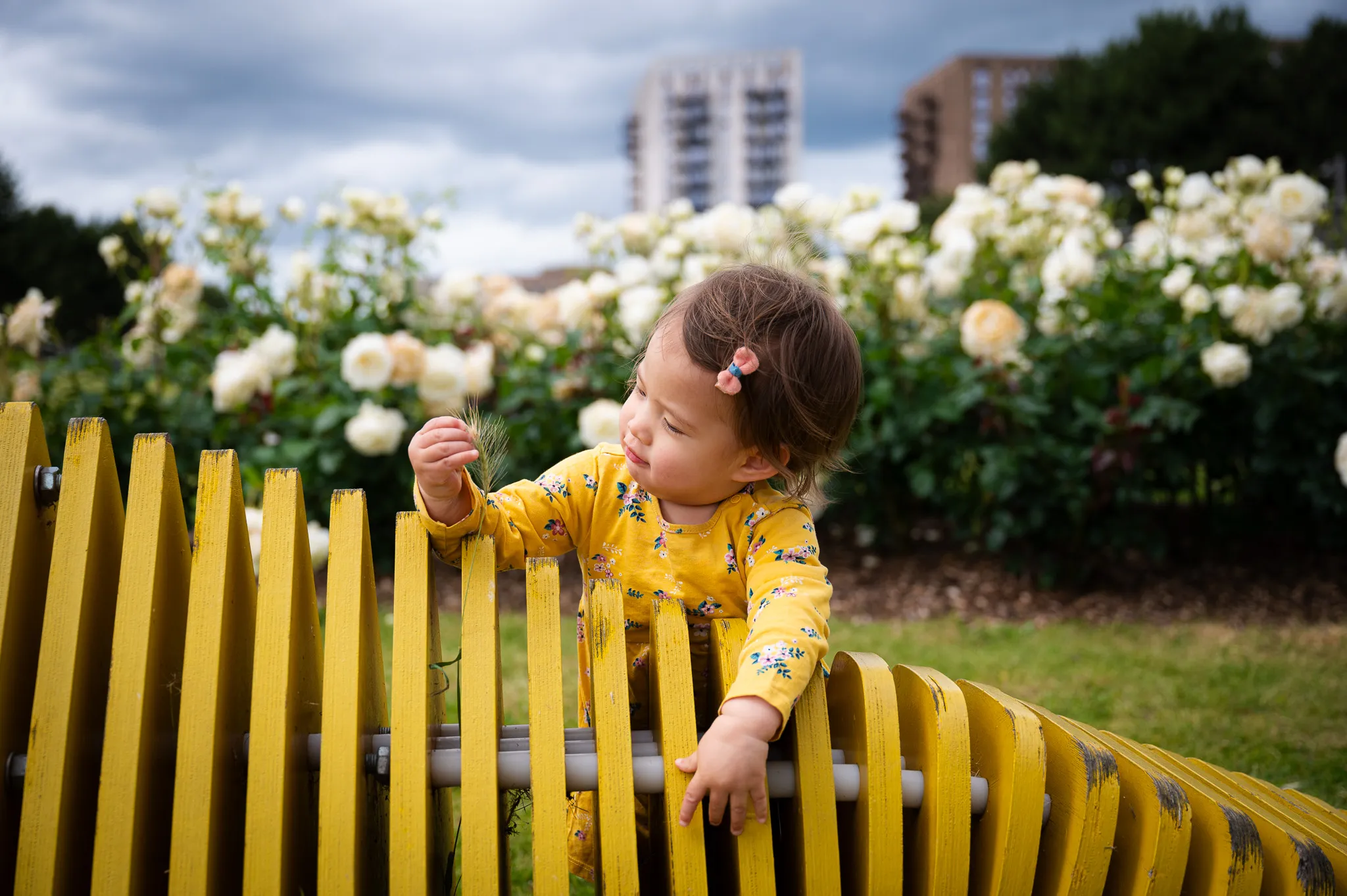 Toddler girl peeking over a yellow bench among white roses